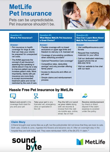 Joyful dog with pet insurance in Indianapolis