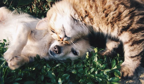 Cómo comparar y encontrar el mejor seguro para mascotas en Indianápolis